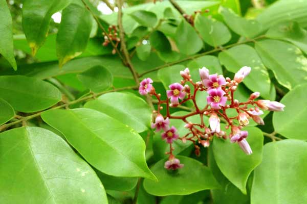Chữa hăm tã cho trẻ sơ sinh bằng lá khế