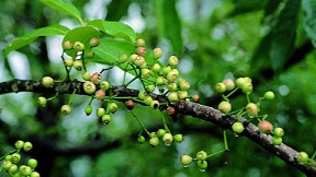 Chữa hăm tã cho trẻ sơ sinh bằng búp và nụ vối